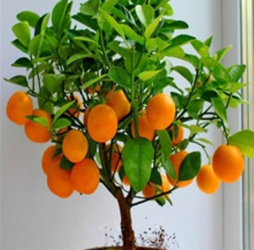 Mohomaya Beautiful Gardening Organic Bonsai Delicious Orange Plant - |Organic_Bonsai_Delicious_Orange_Plant|
