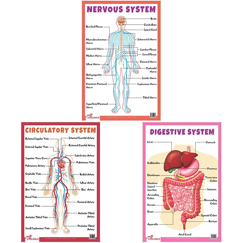 Nervous System - Thick Laminated Primary Chart+Circulatory System - Thick Laminated Primary Chart+Digestive System - Thick Laminated Primary Chart (Set Of 3 Books)