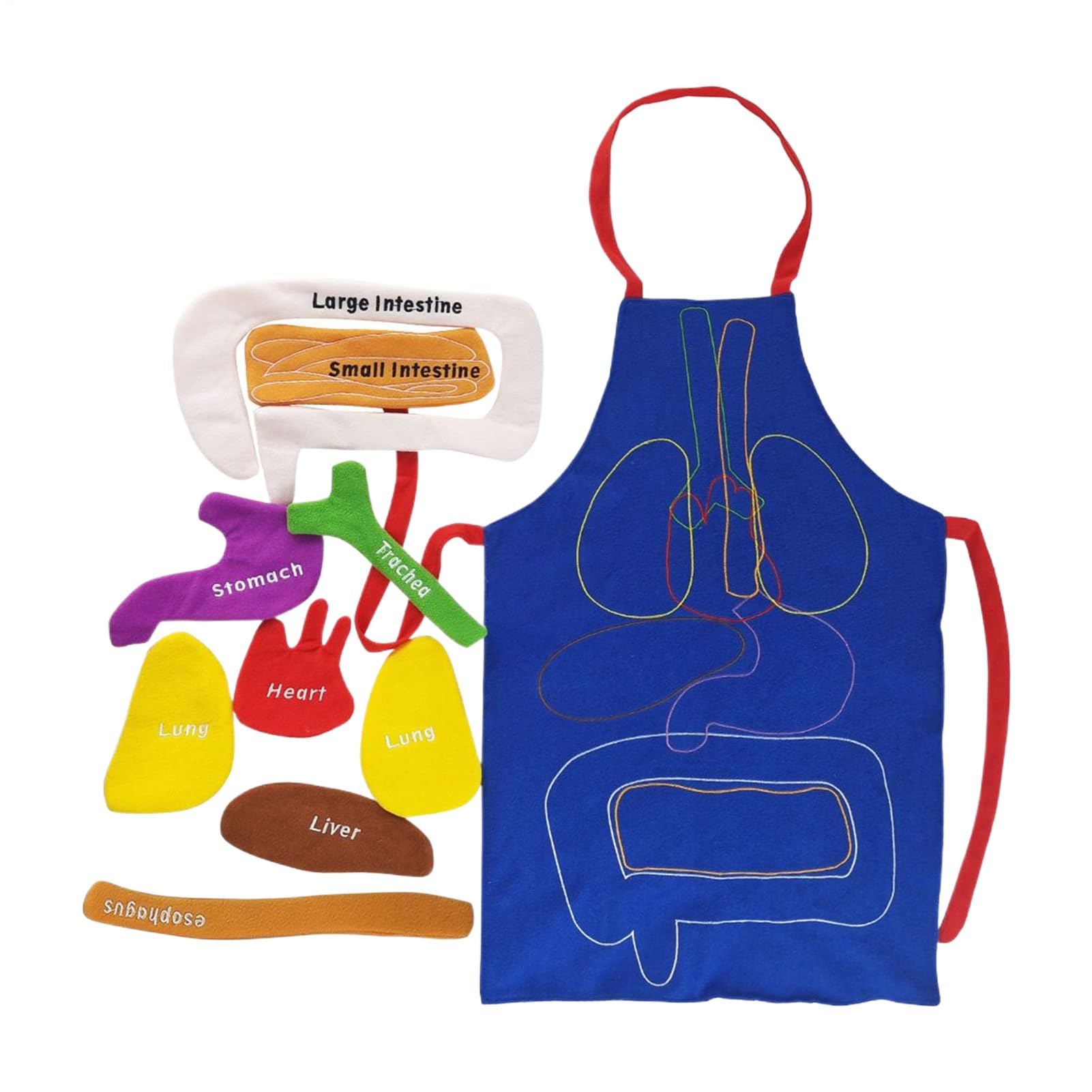 3D Organ Apron,Realistic Early Learning Tool | Human Body Organs Awareness Toy - for Children Boy Home Classroom School Preschool