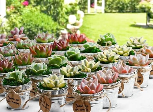 Sprout N Green 50 Pack Assorted Succulents Plants Live, Including Jade Succulents, Rare Home Plants for Indoor House Home Garden Wedding Decor Party Favor - Thumbnail 5