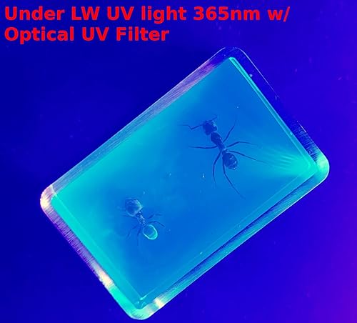 Miniatura 459 de Escarabajo de algodoncillo azul cobalto real de 1.732 in en espécimen de resina de lucita cristalina, insectos, insectos preservados, colección