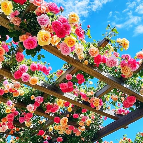 BDSresolve Elegant Climbing Rose Flower Seeds, imported climbing rose flwoer seeds,Mixed Colour, Pack of 100+