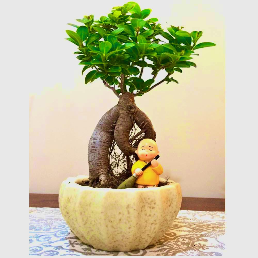 Abana Homes Ficus Bonsai Live Plant Indoor in Ceramic Bonsai Pot - Perfect Bonsai Plant for Home Indoor -Bonsai Tree for Office, Bonsai Plants Gift for Beginners (B07D7YGMVR) Amazon Price History, Amazon Price Tracker