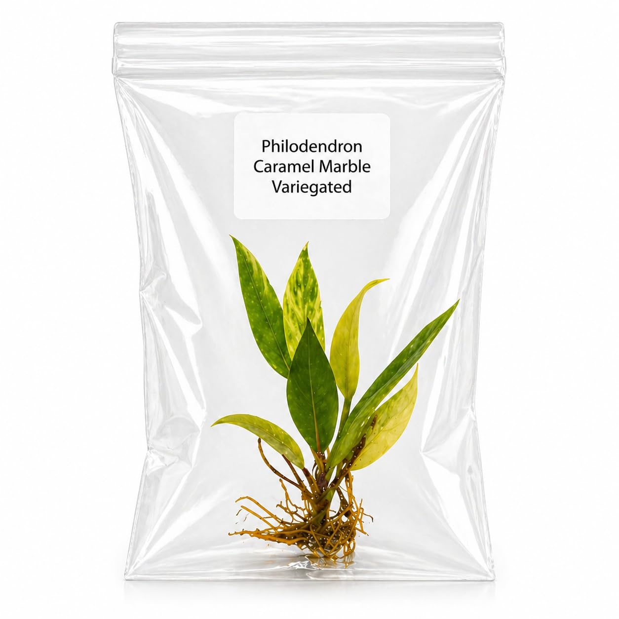 Rare Philodendron Caramel Marble Tissue Culture Starter Plant