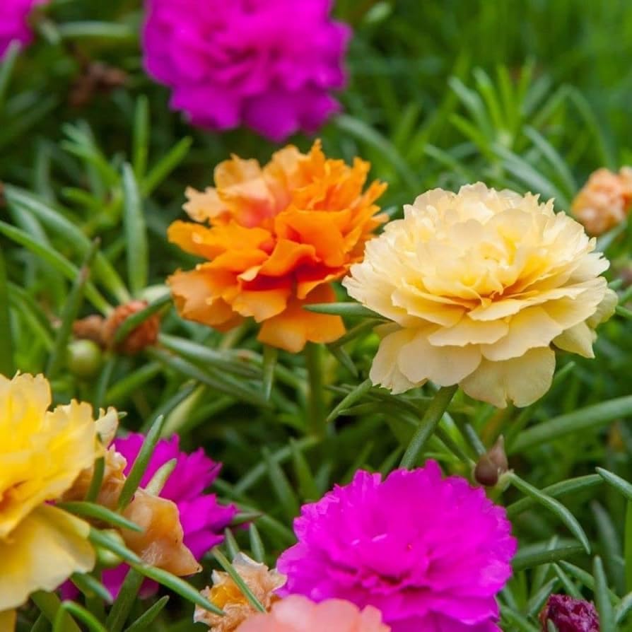 See full amazon price history chart for GREEN MAGICIAN SUN Flower Plant without root including 5 color with pot GREEN MAGICIAN SUN Flower Plant without root including 5 color with pot (B0D2J8MBL2) Amazon Price History, Amazon Price Tracker
