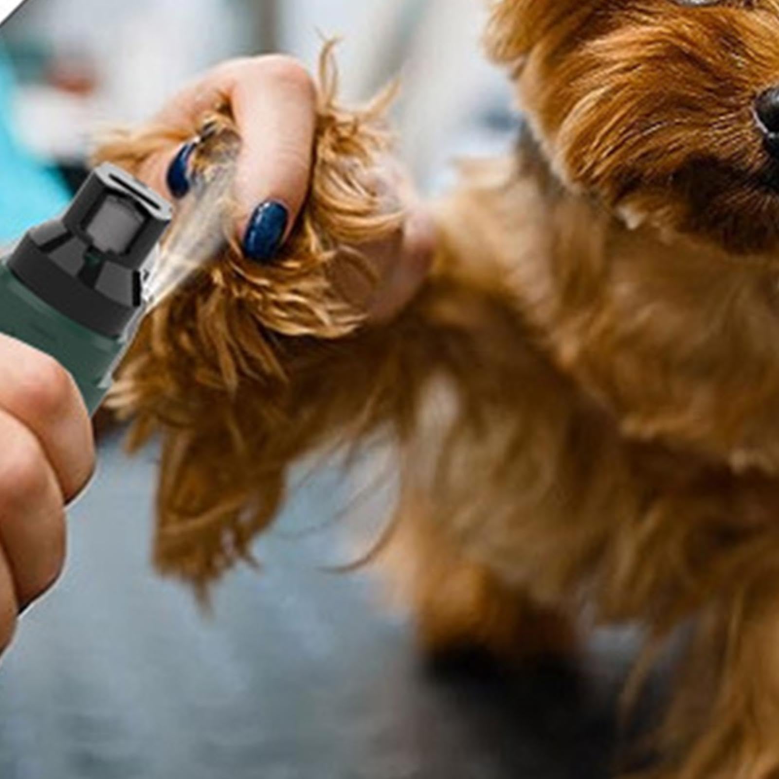 Lime À Ongles Pour Chien Soin Des Griffes Portable