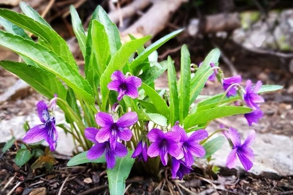 Viola Mandshurica Seeds Japanase Viola Perennial Flower 100 Seeds Patio, Lawn