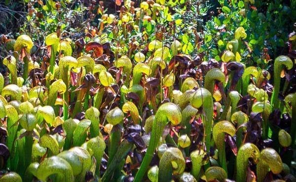 Miniatura 3 de Darlingtonia californica  Planta Jarra California  Lirio Cobra  20 semillas