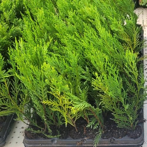 10 Uds Plantas de Ciprés Leylandii 2001 (15-30 cm) – Seto Rápido y Denso – Perfecto para Cerramiento Exterior