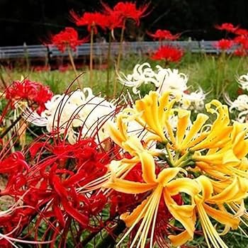 Amazon.com : Red Lycoris Spider Lily Bulbs Re-Blooming