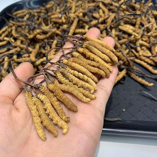 Miniatura 5 de 0.35 oz Cordyceps Sinensis del Himalaya salvaje hongo oruga china Dong Chong Xia Cao Cordyceps Sinensis Wild Cordyceps.
