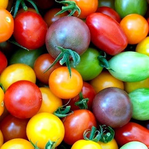 Semillas de tomate Rainbow Cherry para plantar, más de 100 semillas, colores y sabor increíbles, ideales para ensaladas, fabricadas en Estados