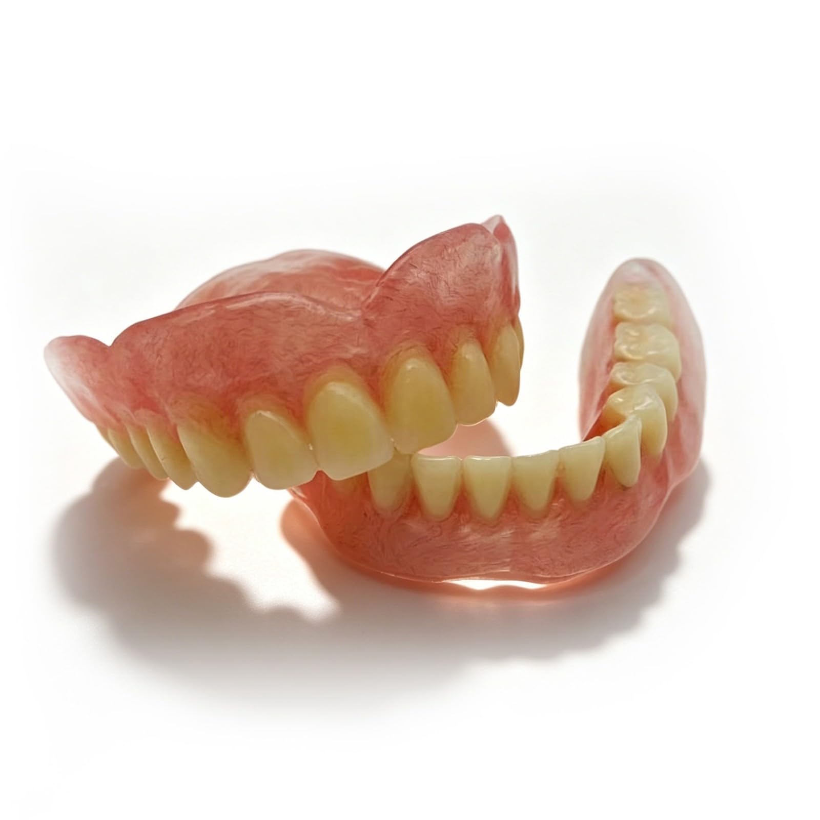 Modello di denti superiori e inferiori, modello di protesi dentaria, modelli didattici dentali adatti per l'istruzione e lo studio