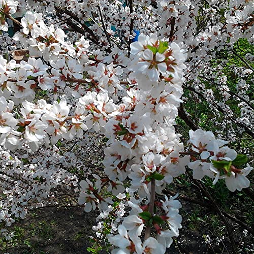 Prunus Tomentosa Seeds Nanking Cherry, Manchu Cherry Deciduous Shrub Ornamental Fragrant Flowers Edible Fruit Used In Jams, Jellies Garden Outdoor 10Pcs Shrub Seeds By Yegaol Garden #TOP2