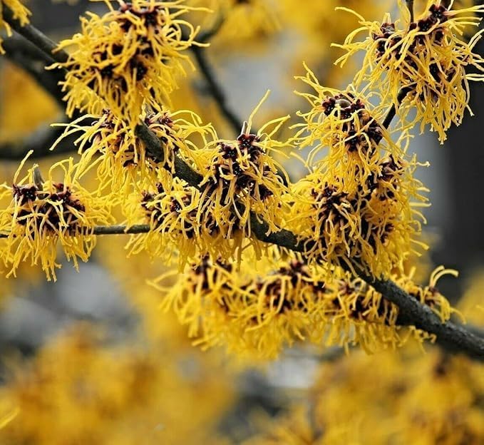 Witch Hazel Tree/Shrub - 8" Tall Live Plant - 4" Pot - Hamamelis virginiana