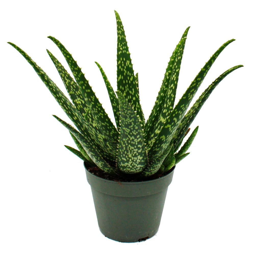 Aloe MEDIVERA Tropical - Neue Aloe vera Zchtung - 14cm Topf - ca. 30cm  hoch : Amazon.de: Garten
