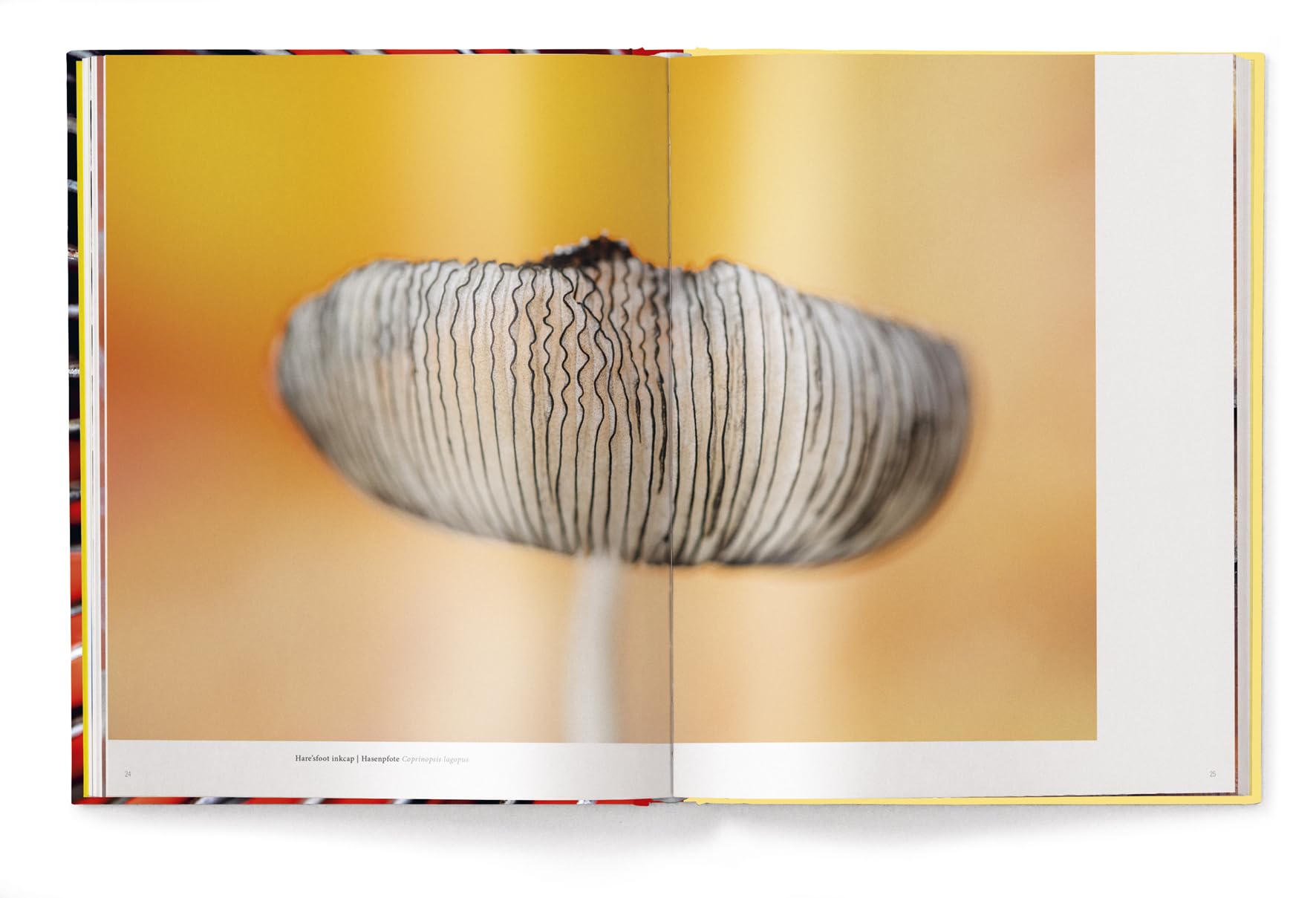 Wonderland: The Secret World of Mushrooms