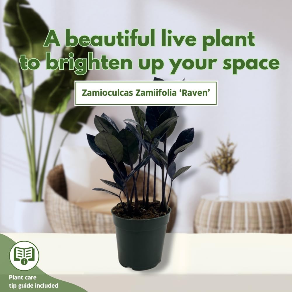 BubbleBlooms Black ZZ, 4 inch Raven Zamioculcas Zamiifolia Dowon Jet-Black