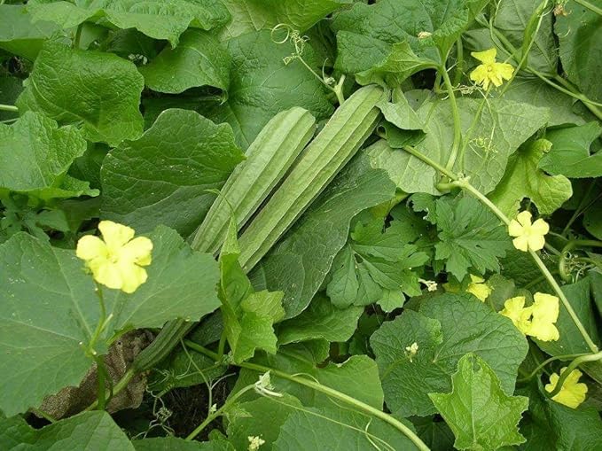 TENDER LEAVES High-Yielding, Ridge Gourd “ 16 Patta Jhinge” “Peerkangaai” Seeds F1 Hybrid Vegetable Seed Best For Home Gardening (Pack Of 30 Seeds) For Your Kitchen Garden. (B0D5QC1M16) Amazon Price History, Amazon Price Tracker