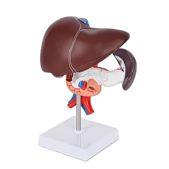 Liver Pancreas Duodenum Model, 3-Part Display | Removable liver, duodenum and spleen, color-coded PVC structures for anatomy study