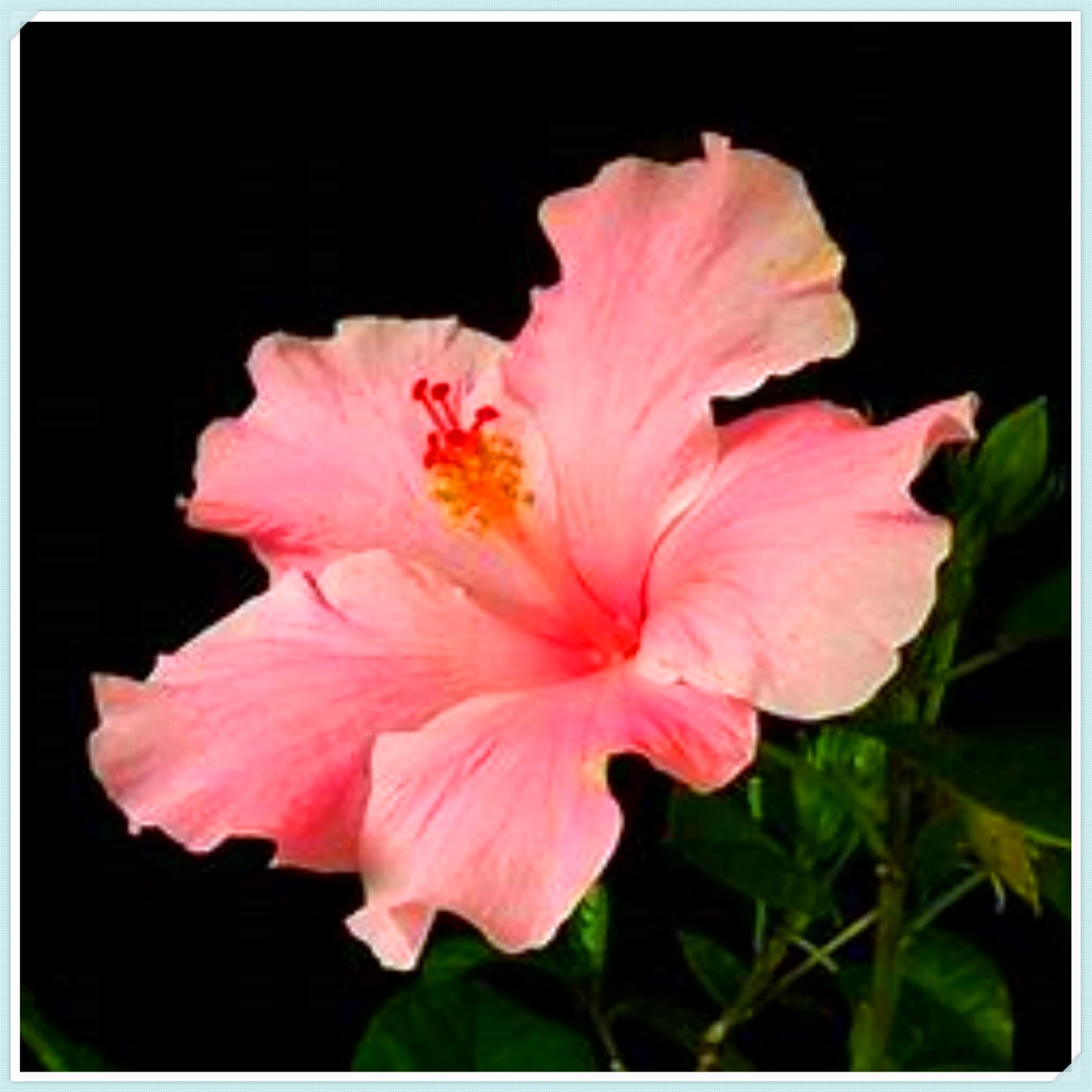 Perennial Hibiscus Bulbs, Hardy, Professional for Beautiful Garden Displays-1 Bulb-I — image 1