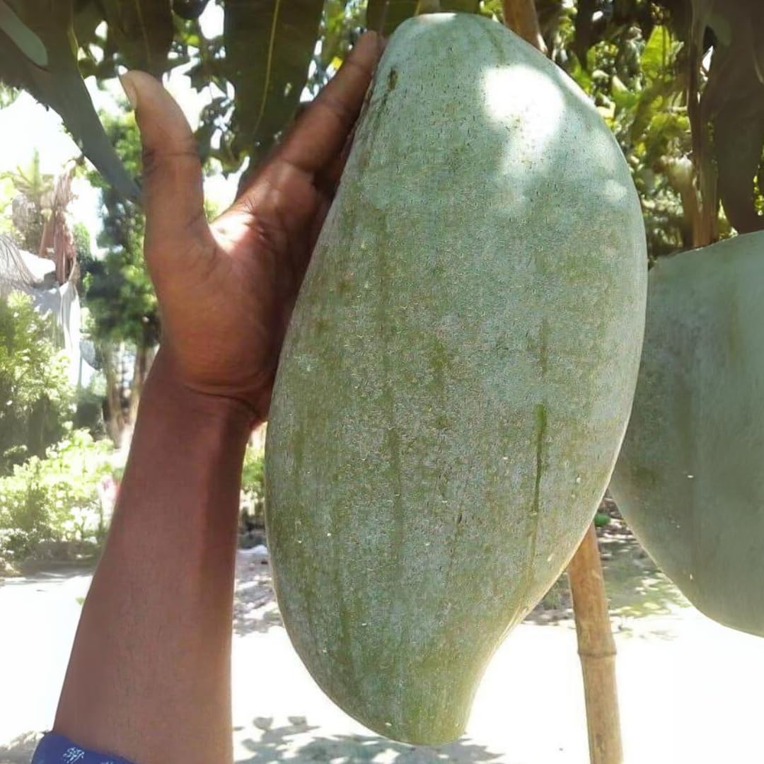 Nursery Live Rare Mango Fruit Plant (Bruin King, Grafted Hybrid) Exotic 1 Live Fruit Plant