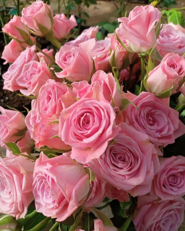 バラ苗 入手困難切り花種 種 大きめ良苗