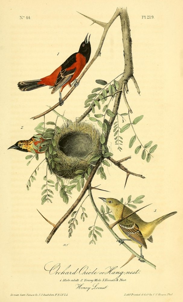 Posterazzi Birds of America 1844 Orchard Oriole Poster Print by J.J. Audubon, (24 x 36)