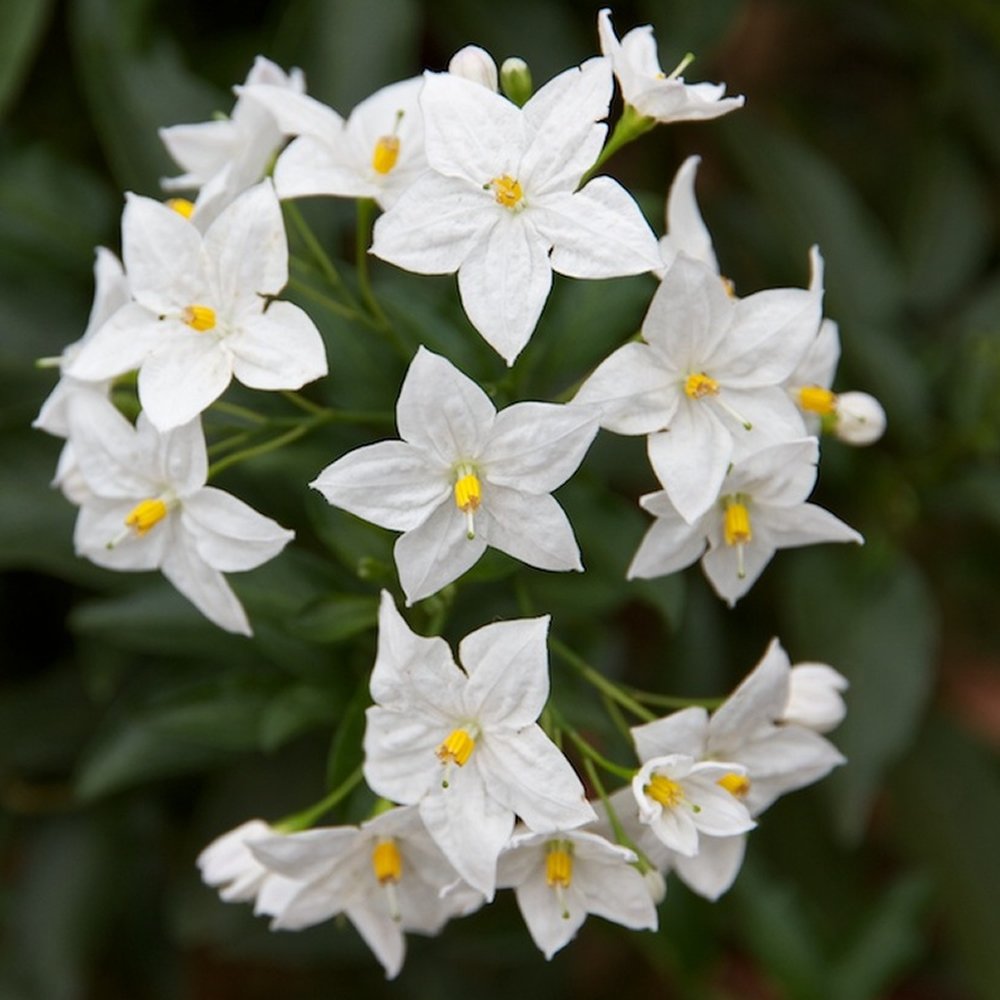 GardenersDream Solanum Jasminoides 'Album' - Fragrant Jasmine Nightshade Plant – Semi-Evergreen Climbing Hardy Shrub – Outdoor Garden Ready Flowering Shrub (9cm Pot, 15-25cm)