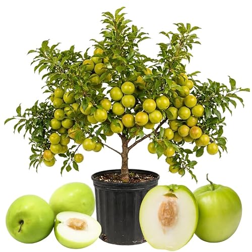 Thai Jujube Live Plant, Fruit Tree Plant, 1 Ft Tall, 3 Gallon Pot