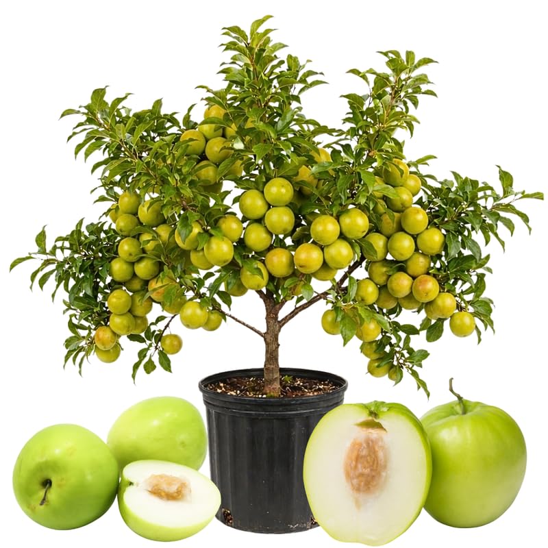 Live Thai Jujube Fruit Tree Plant 1 Feet Tall in 3 Gallon Pot Sweet Fruit Tree Ready to Grow Suitable for Outdoor Planting No Ship to CA