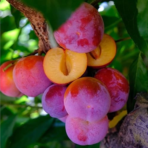 Miniatura 2 de Más de 150 ciruelos perennes silvestres semillas frutales para plantar al aire libre, semillas de Prunus nativas orgánicas europeas sin OMG,