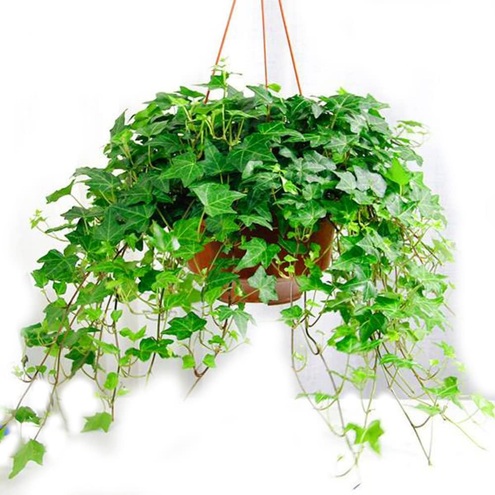 50 Wonderful English Ivy Seeds Hedera Helix Seeds Garden