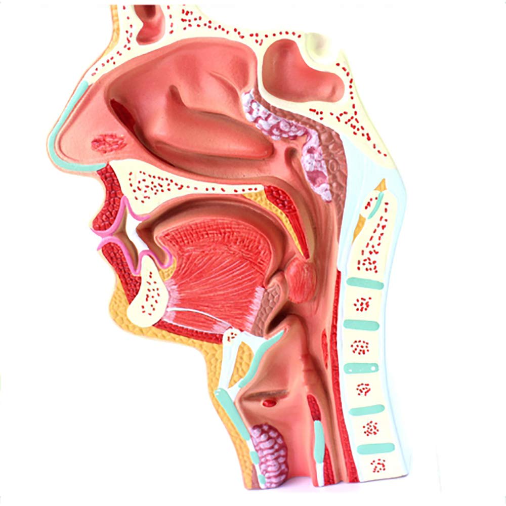 Modèle pathologique de la cavité nasopharyngée avec détails ORL précis pour diagnostic