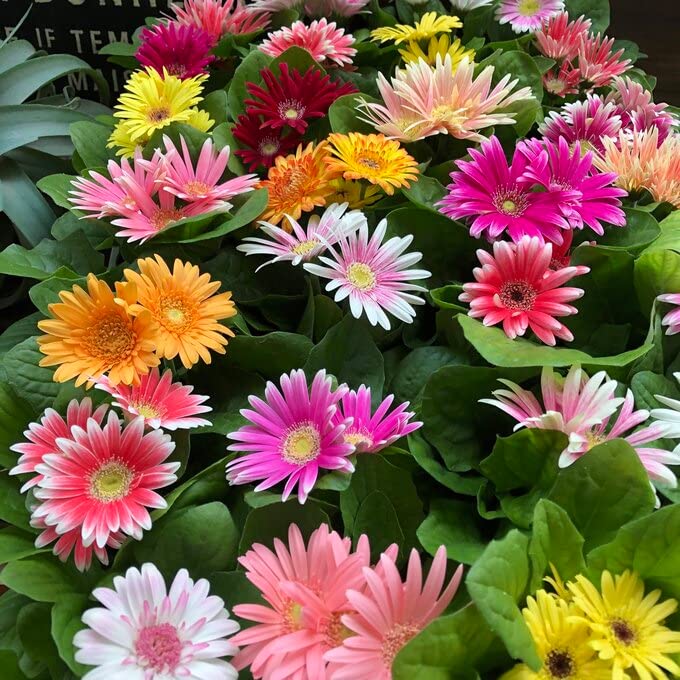 ガーベラ　2本セット c284d0a202bce2d4429be7f0d6a3bd