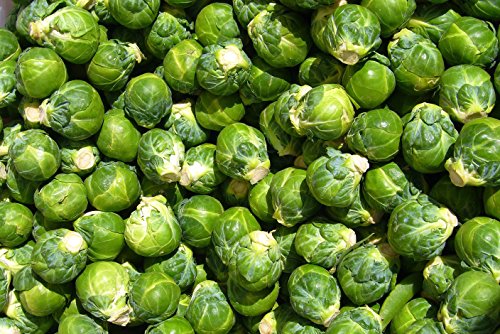 Bulk Organically Grown Long Island Improved Brussel Sprout Seed (1 LB) Non GMO