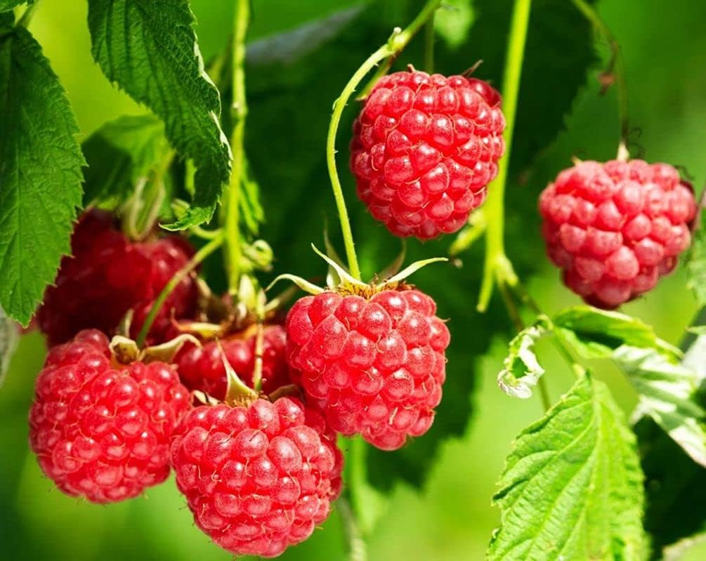200+ Red Raspberry Seeds Fruit Plants Bonsai Garden Berry