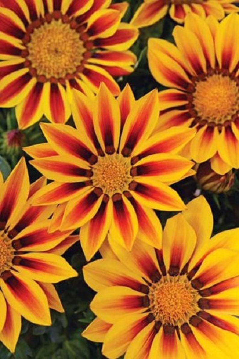 Flores