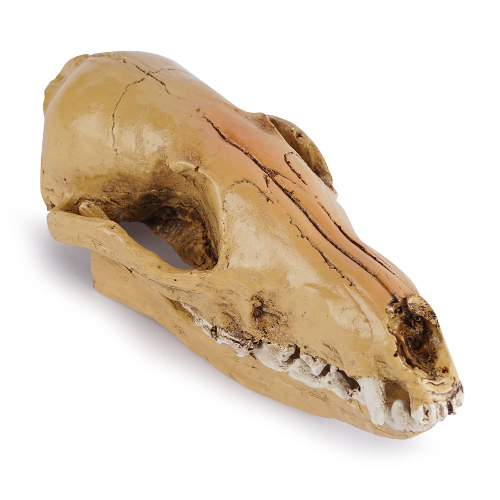 Modelo de calavera de zorro de resina, réplica de cráneo de zorro de zorro salvaje de tamaño natural para accesorios de Halloween, enseñanza de la ciencia
