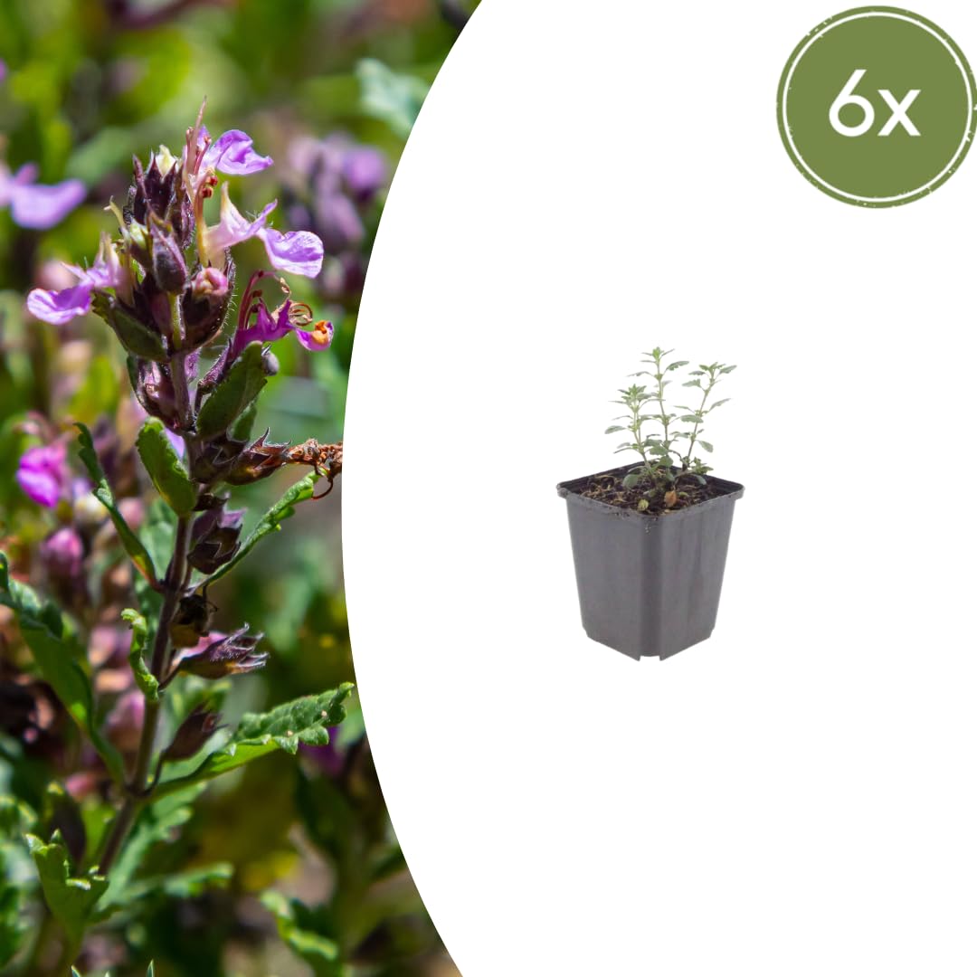 Teucrium Lucidrys con Foglie Lucide, per Siepi Basse, Verde, Set da 6