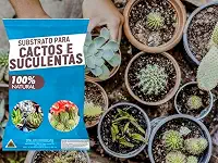 Substrato para Cactos e Suculentas 4kgs – Crescimento Saudável e Drenagem Perfeita!