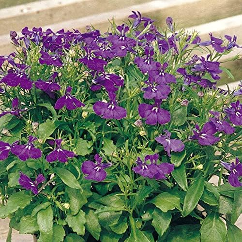 Park Seed Lobelia Flower Plant Seeds, Easy to Grow, Perfect for Spring Garden, Deep Rose, Pack of 20