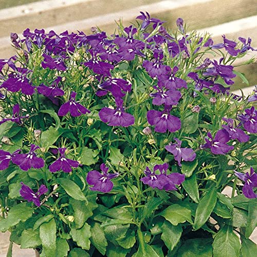 Park Seed Lobelia Rapid Blue Seeds