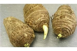 3 Live Colocasia Esculenta Elephant Ear Giant Bulbs