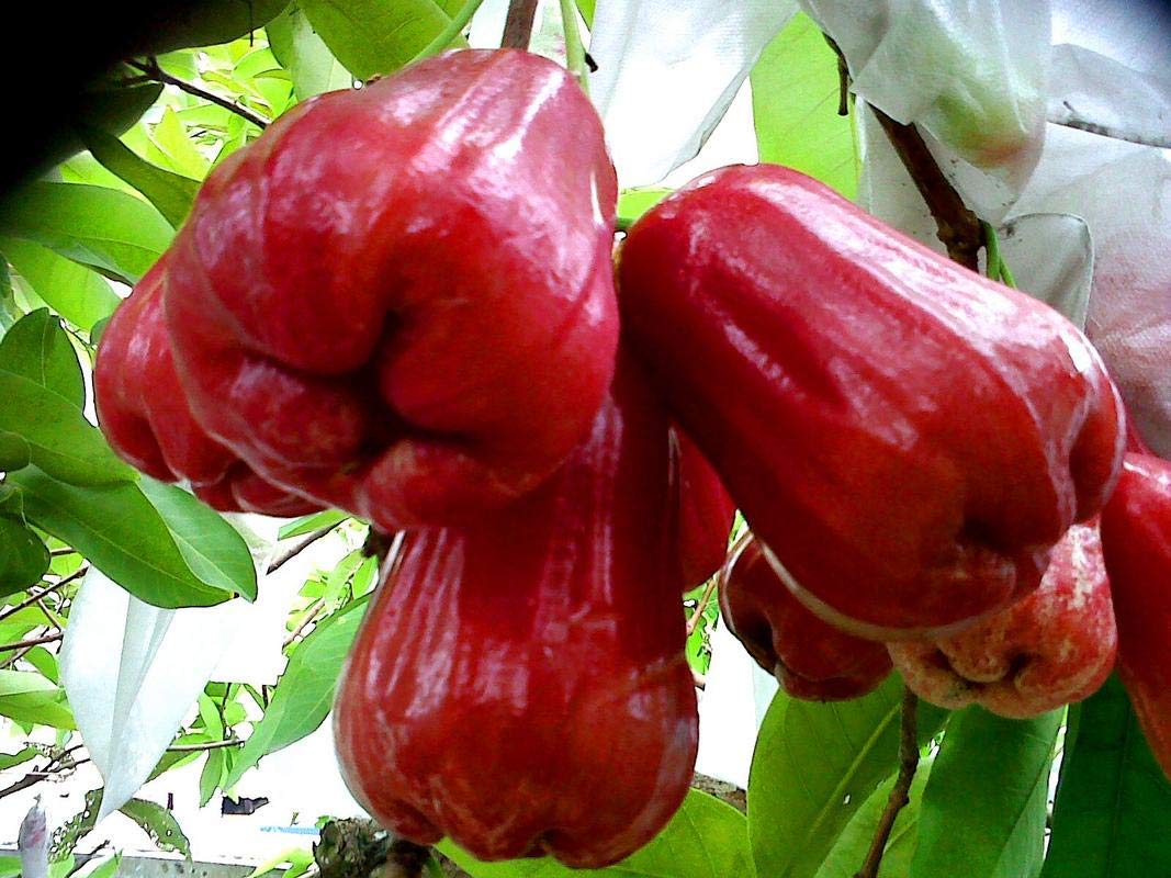 HYBRID RED WATER APPLE SWEET FRUIT LIVE PLANT (B0B8X3J4W9) Amazon Price History, Amazon Price Tracker