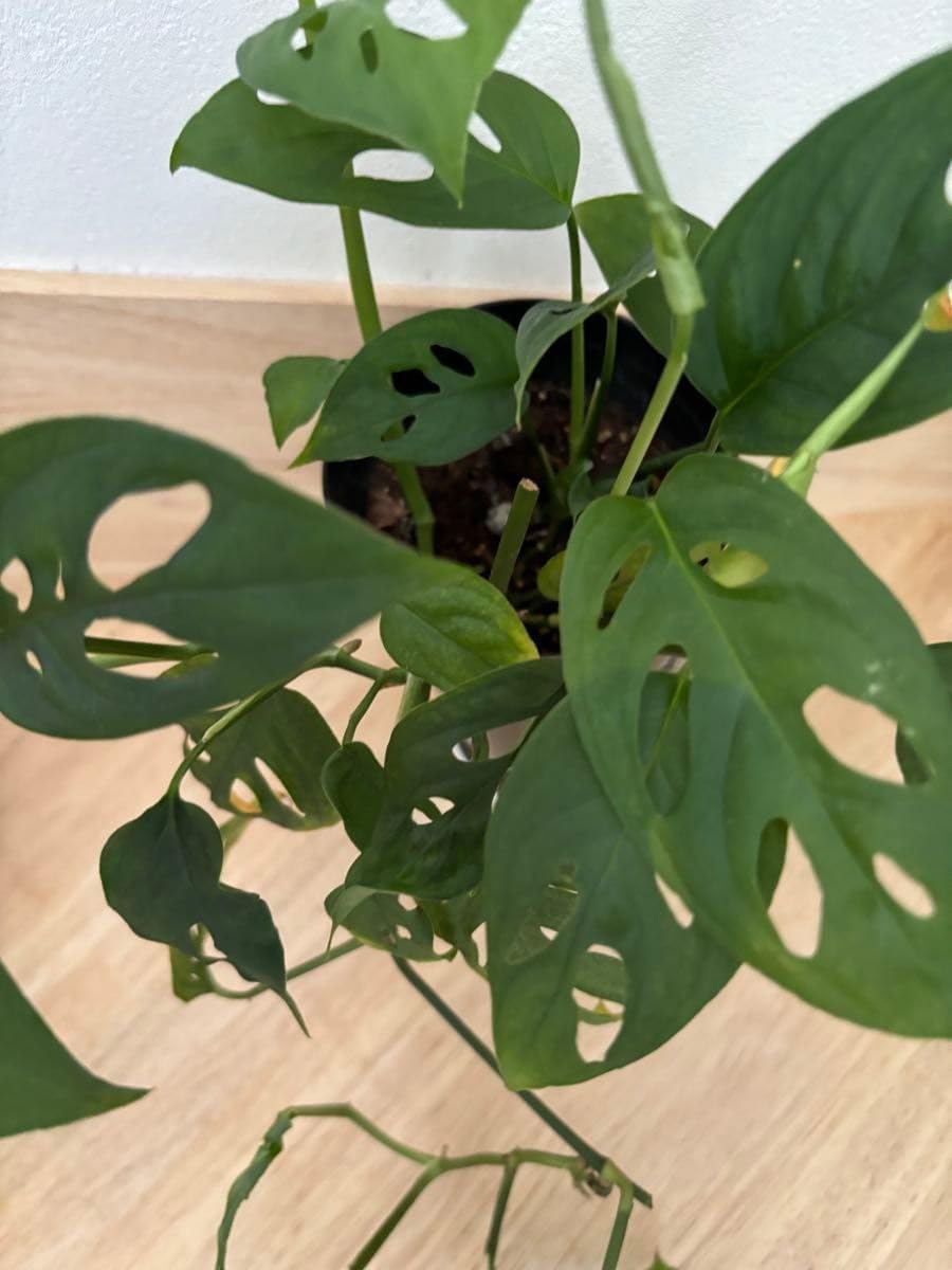 マドカズラオブリクアエクスピラータ苗木2本