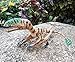 Jumbo Realistic Dinosaur Figures - Hand Painted Highly Detailed Jurassic Dinosaurs Toys Realistic Models with Carnotaurus/Brachiosaurus/Acrocanthosaurus/Pterodactyl for Dinosaur Lovers