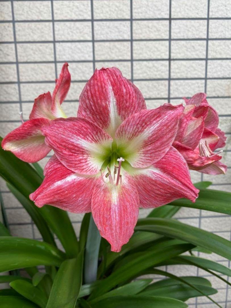 花後の株 アマリリス球根 八重咲 エルバス 園芸ネット本店｜アマリリス