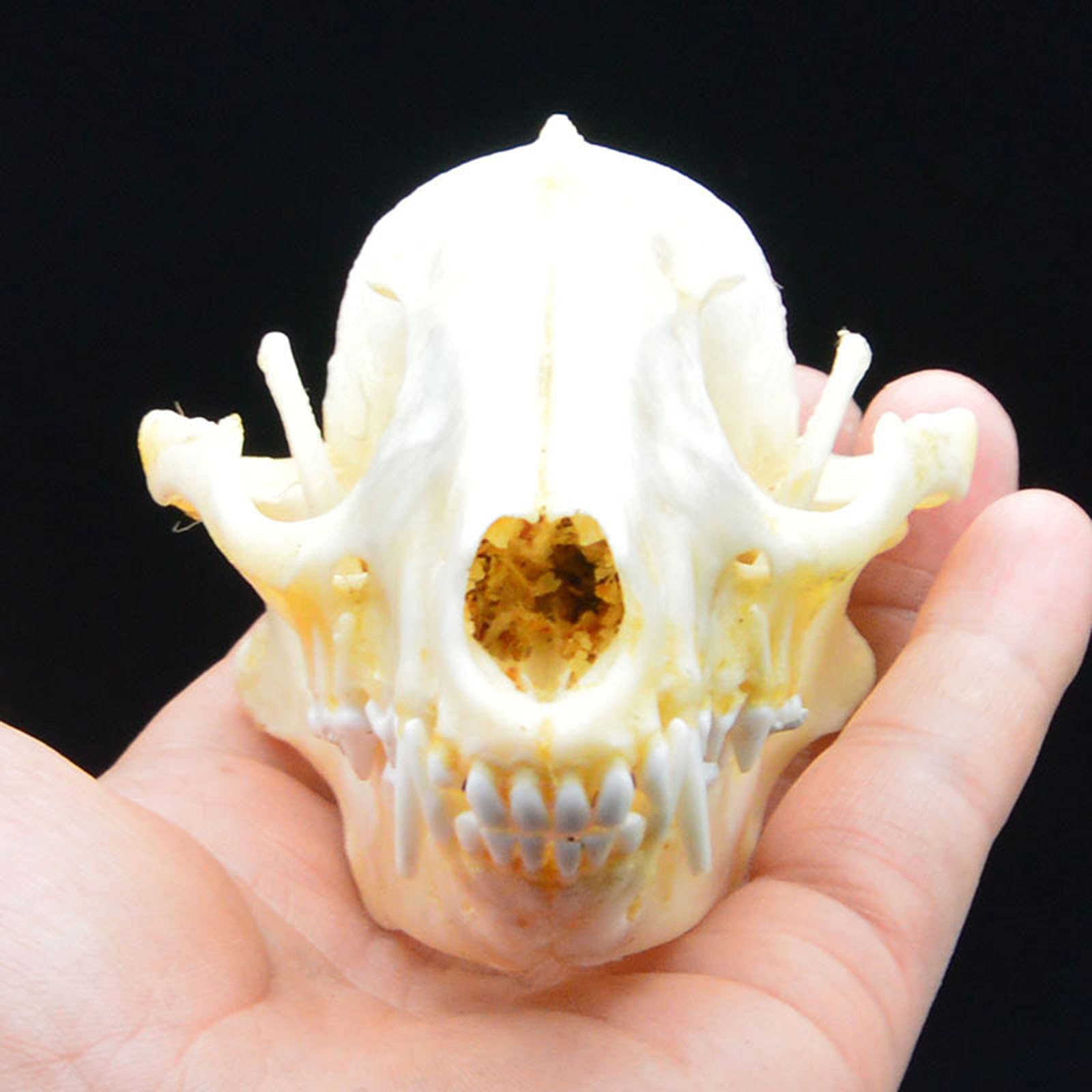 Amazon.co.jp: タヌキの頭蓋骨の動物の骨の装飾品本物の動物の頭蓋骨の