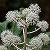 Vingerplant 40-60 C – Fatsia japonica –